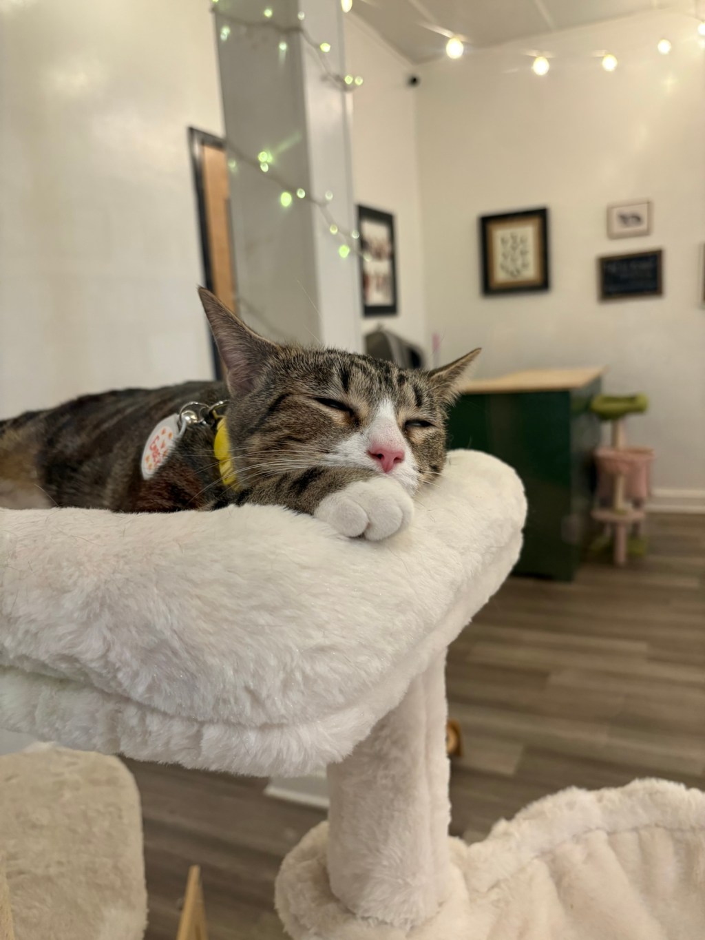 Pounce Cat Café – A Purr-fect Stop for Cat Lovers on Vacation